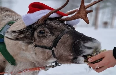 Reindeer Farm Visit & Arctic Experience